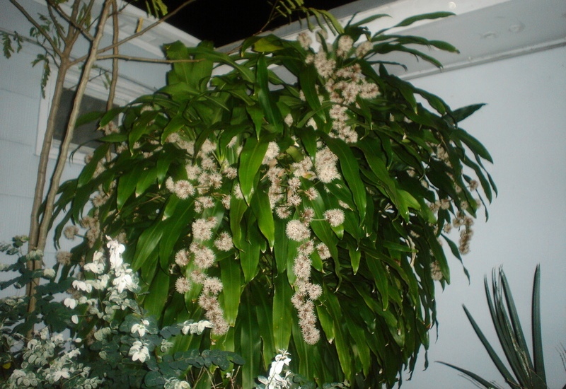 Dracaena fragans2