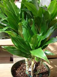 Dracaena fragans231