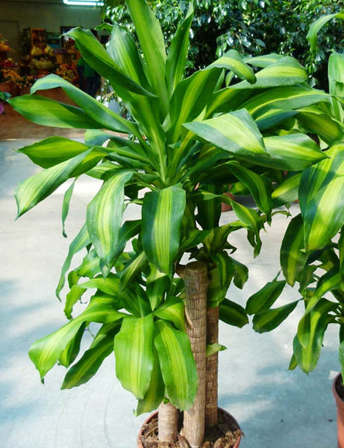 Dracaena fragrans