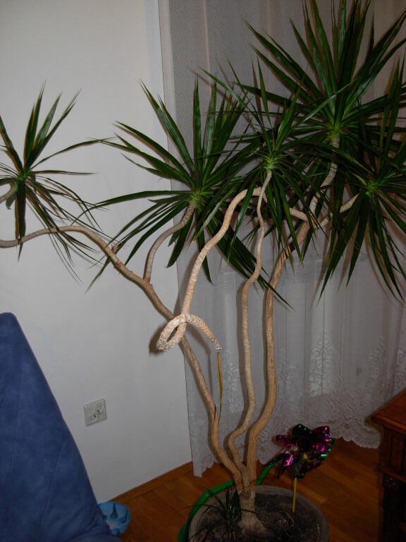 Dracaena-marginataL7