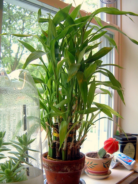 Dracaena sanderiana