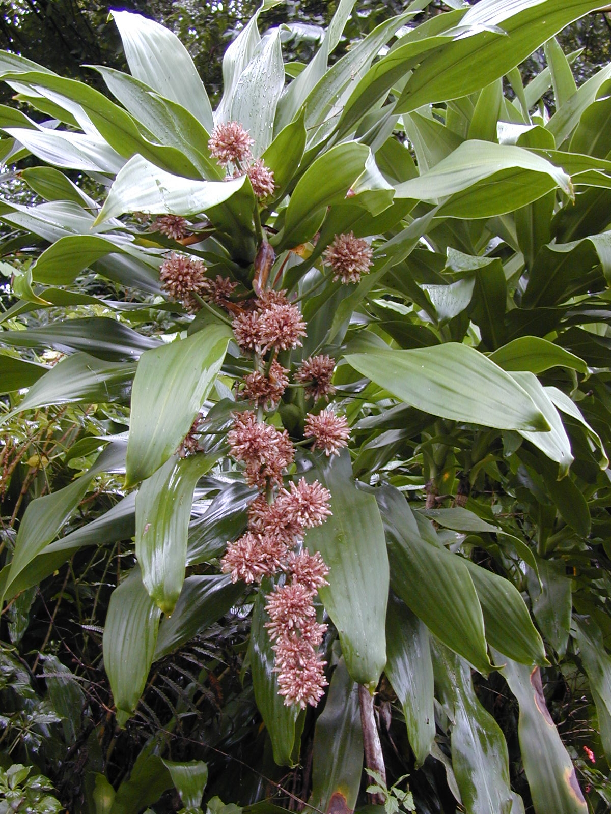 Dracaena_fragrans