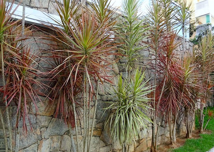 Dracena-de-Madagascar