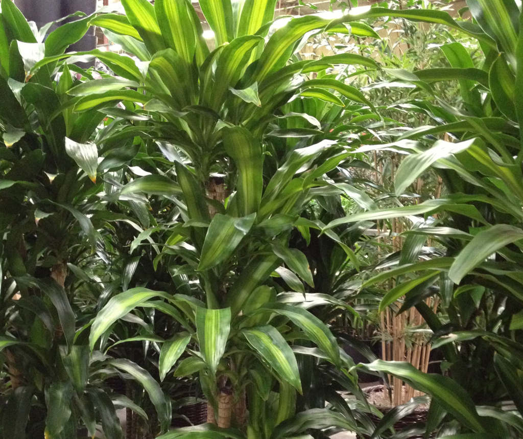 Dracena fragans