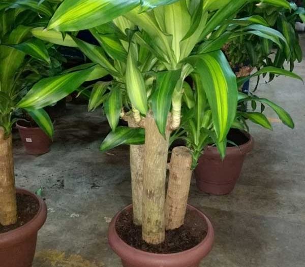 Dracena fragans