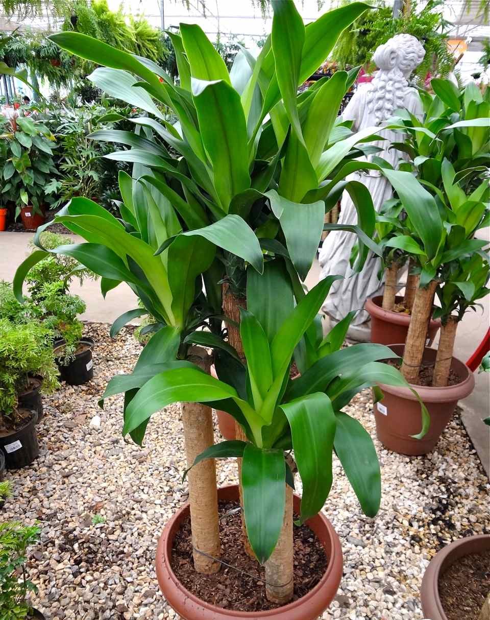 Dracena-fragrans