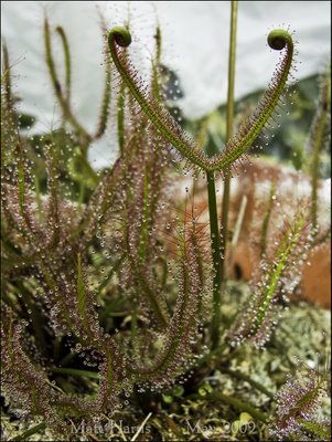 Drosera Binata