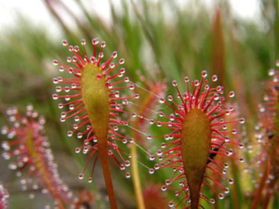 Drosera Intermedia