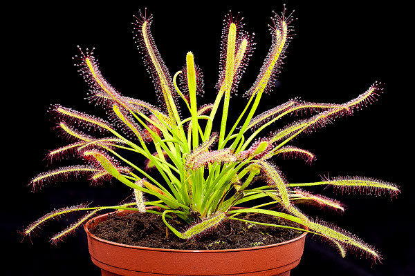 Drosera capensis