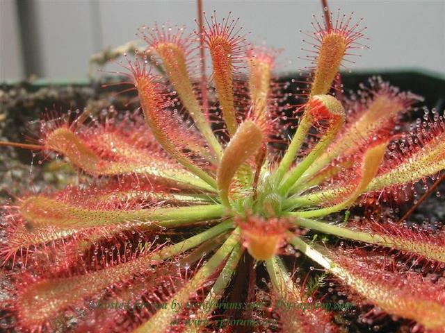 Drosera oblanceolata