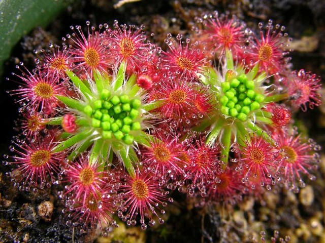 Drosera paleacea ssp