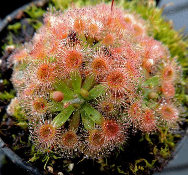 Drosera pulchella