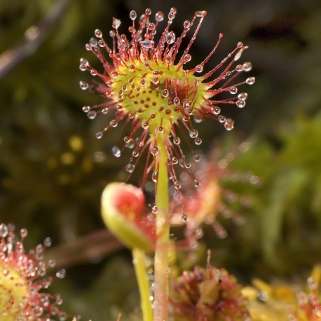 Drosera rotundifolia