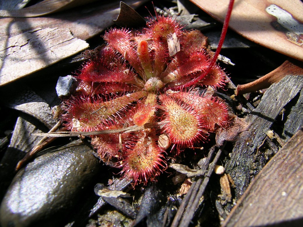 Drosera spatulata