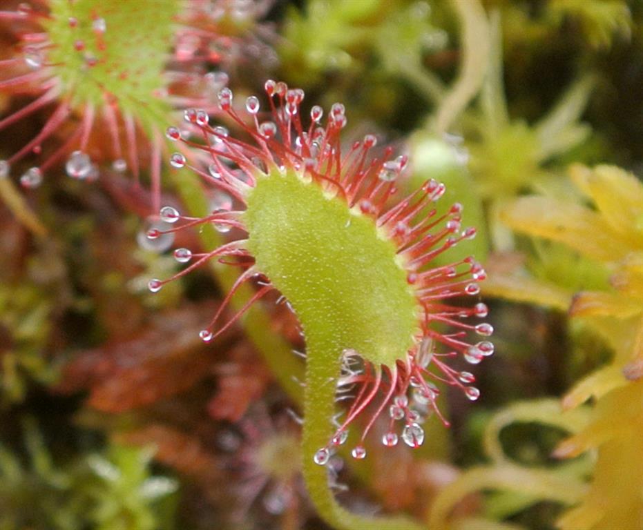 Drosera_rotundifolia