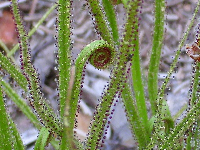 Drosophyllum lusitanicum