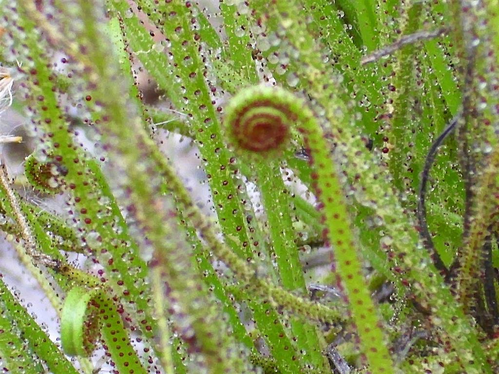 Drosophyllum_lusitanicum 