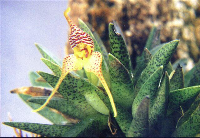 Dryadella liliputiana