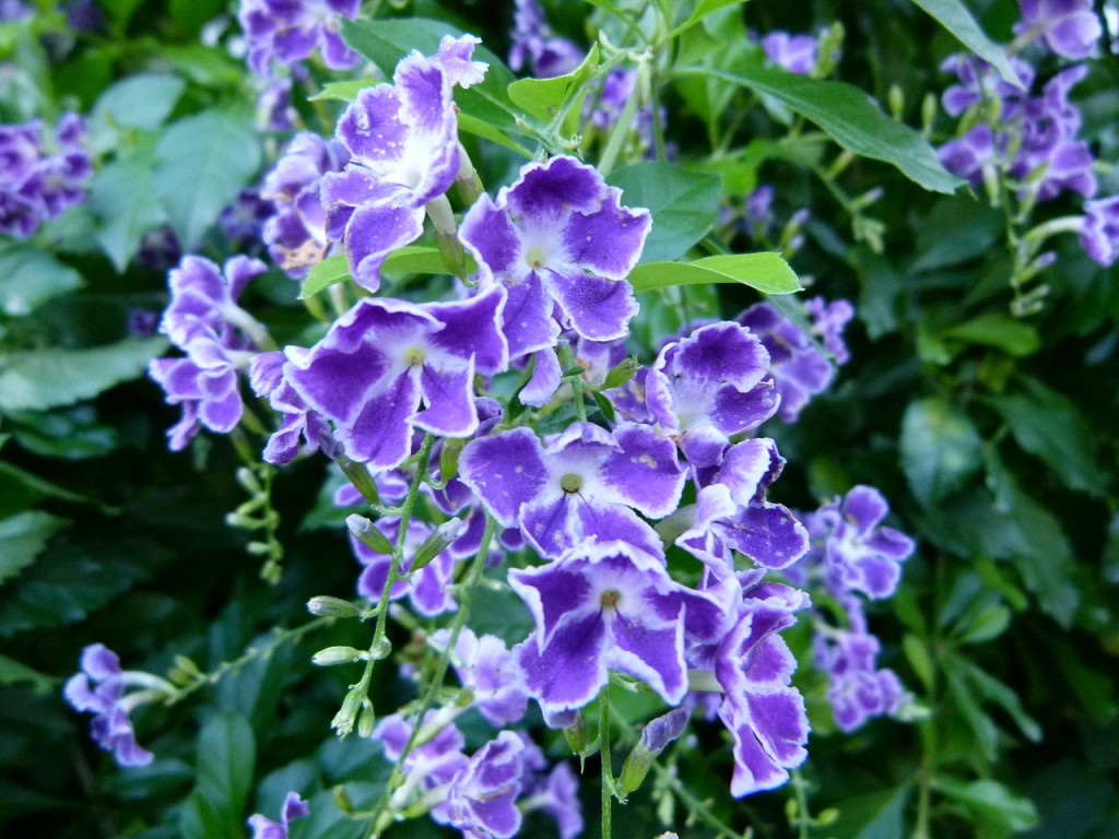 Duranta_erecta_g