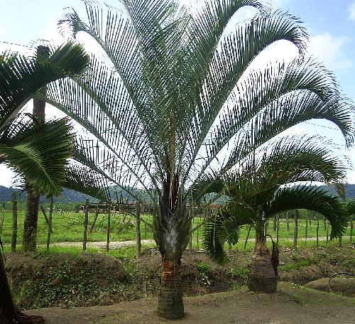 Dypsis decary