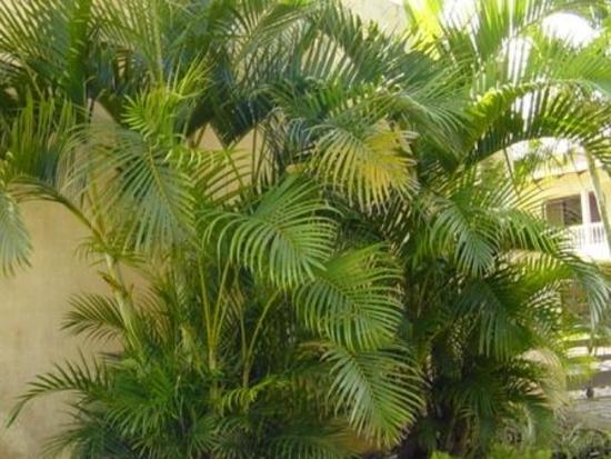 Dypsis__Areca__lutescens