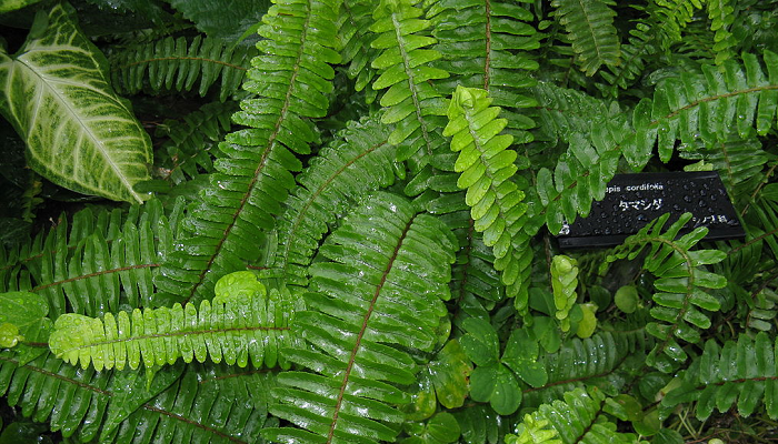 nephrolepis-cordifolia