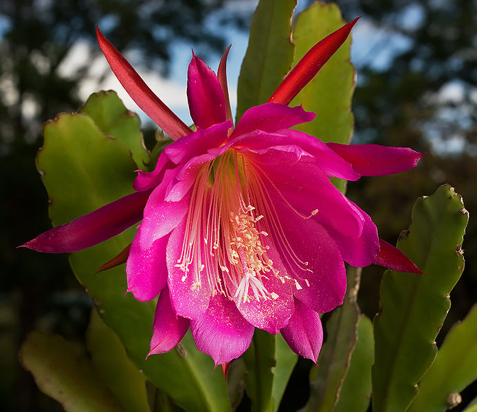 EPIPHYLLUM