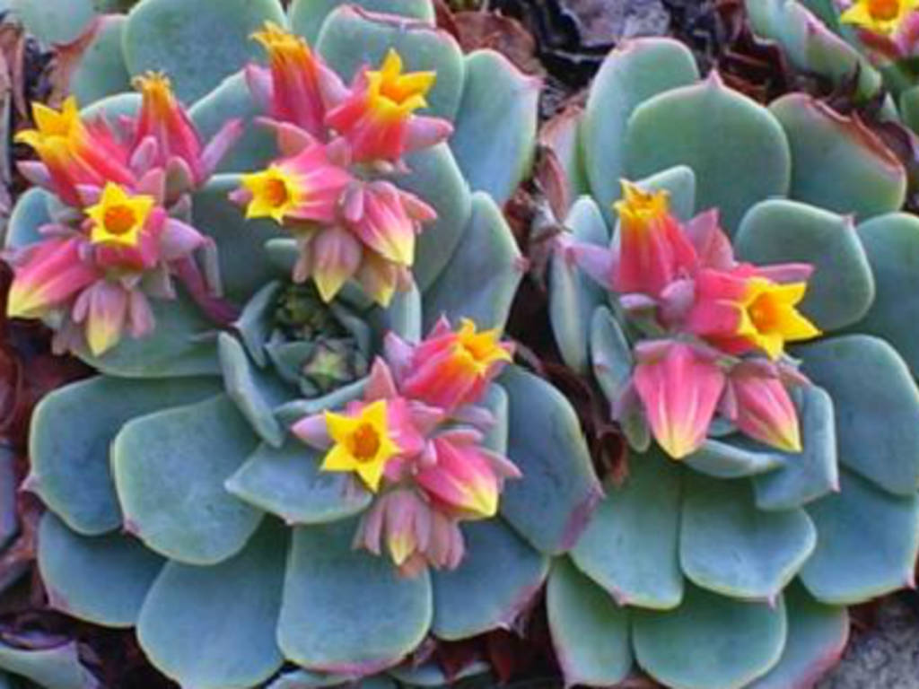 Echeveria-