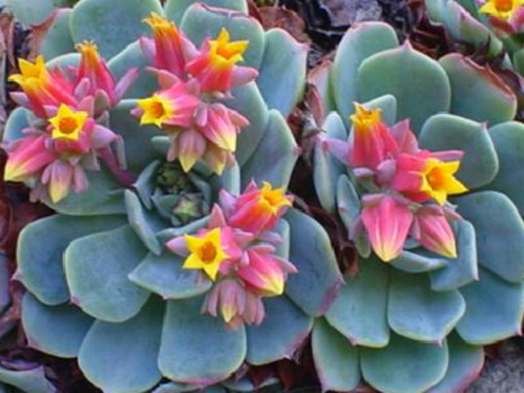 Echeveria-