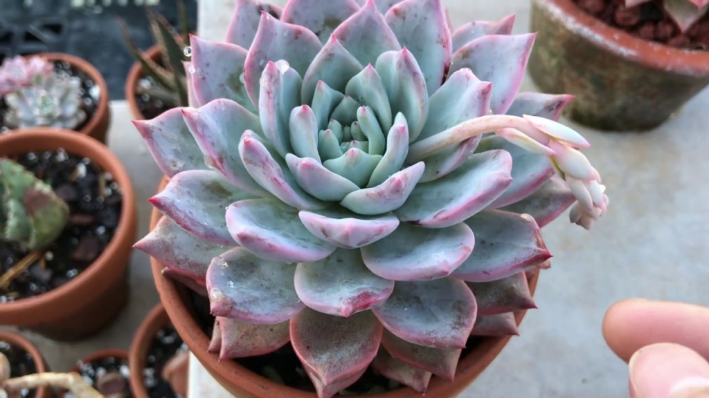 Echeveria Blue Bird