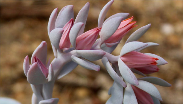 Echeveria Laui,