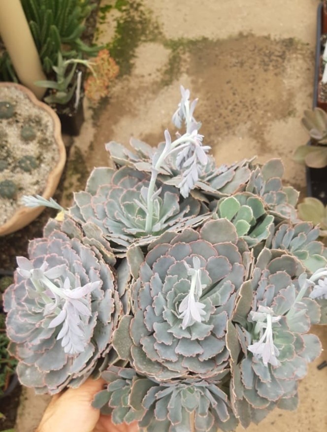 Echeveria Shaviana 6