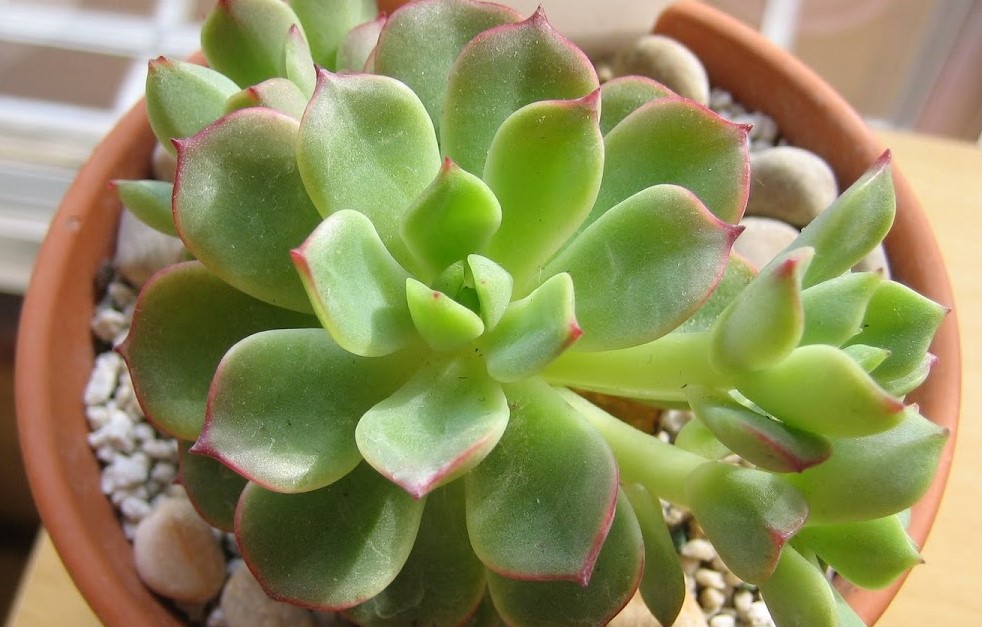 Echeveria agavoides 