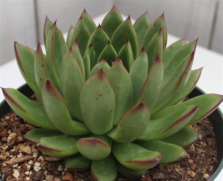 Echeveria agavoides 