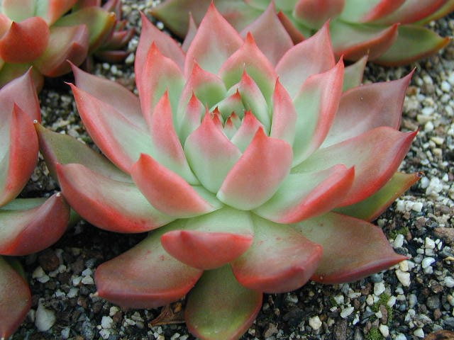 Echeveria agavoides