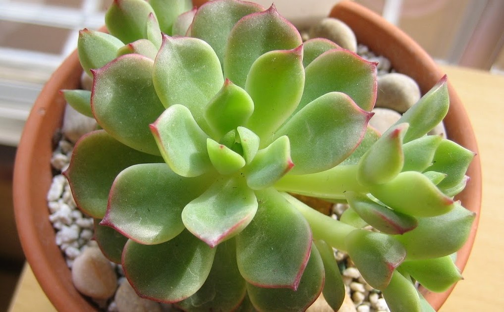 Echeveria agavoides