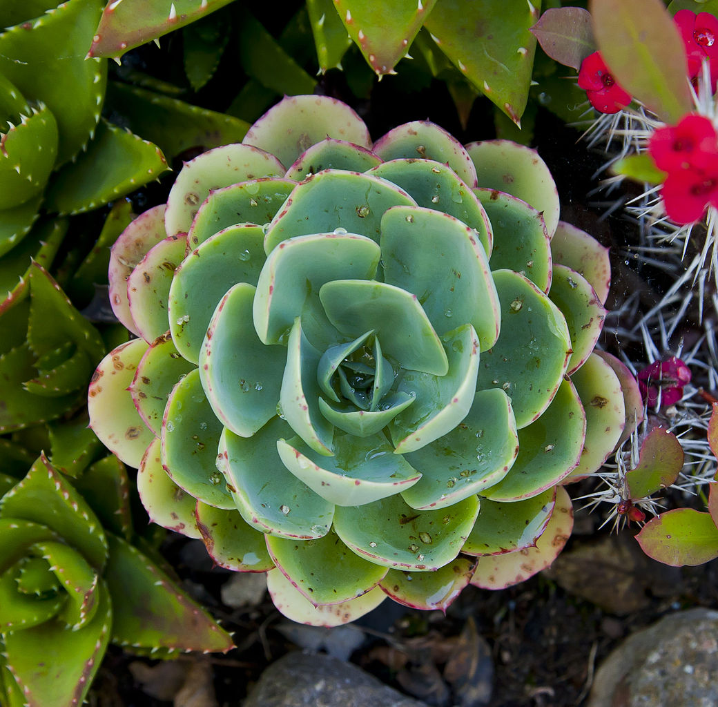 Echeveria elegans