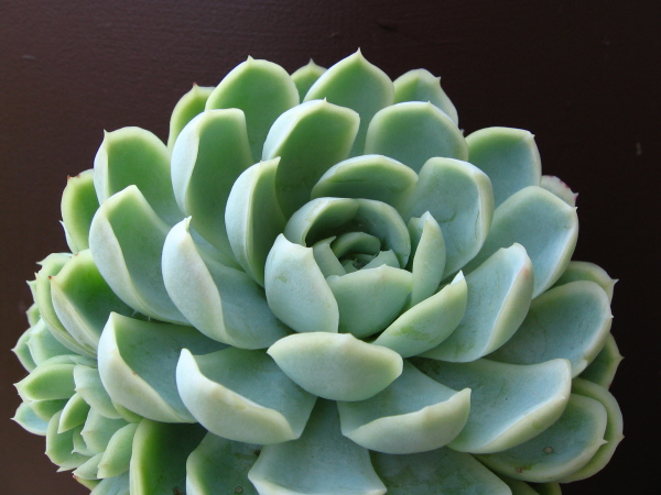 Echeveria elegans