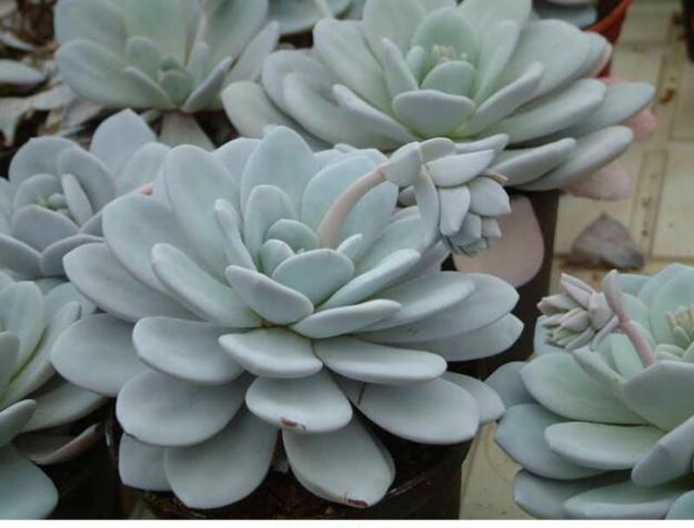 Echeveria lauii