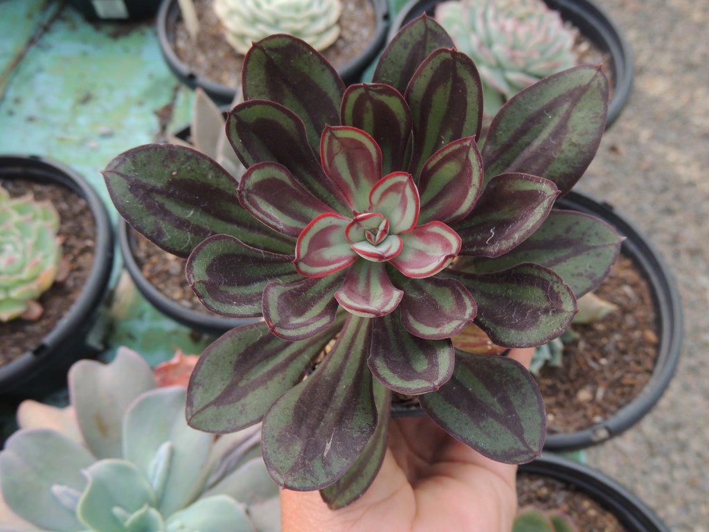 Echeveria nodulosa