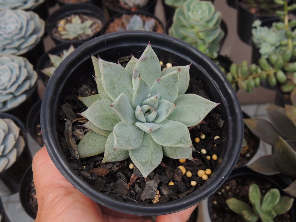 Echeveria peacockii