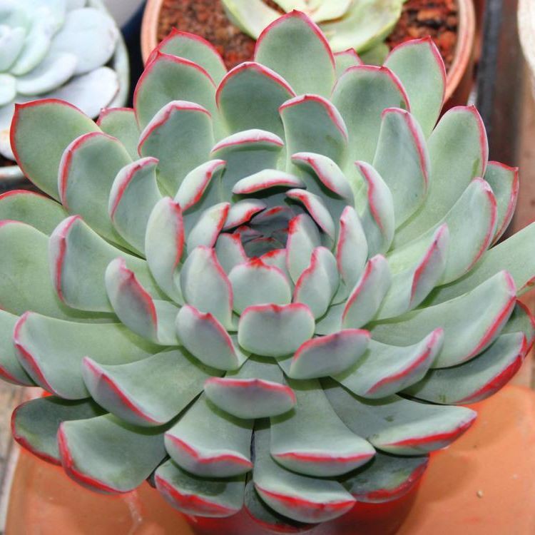 Echeveria pulidonis 1