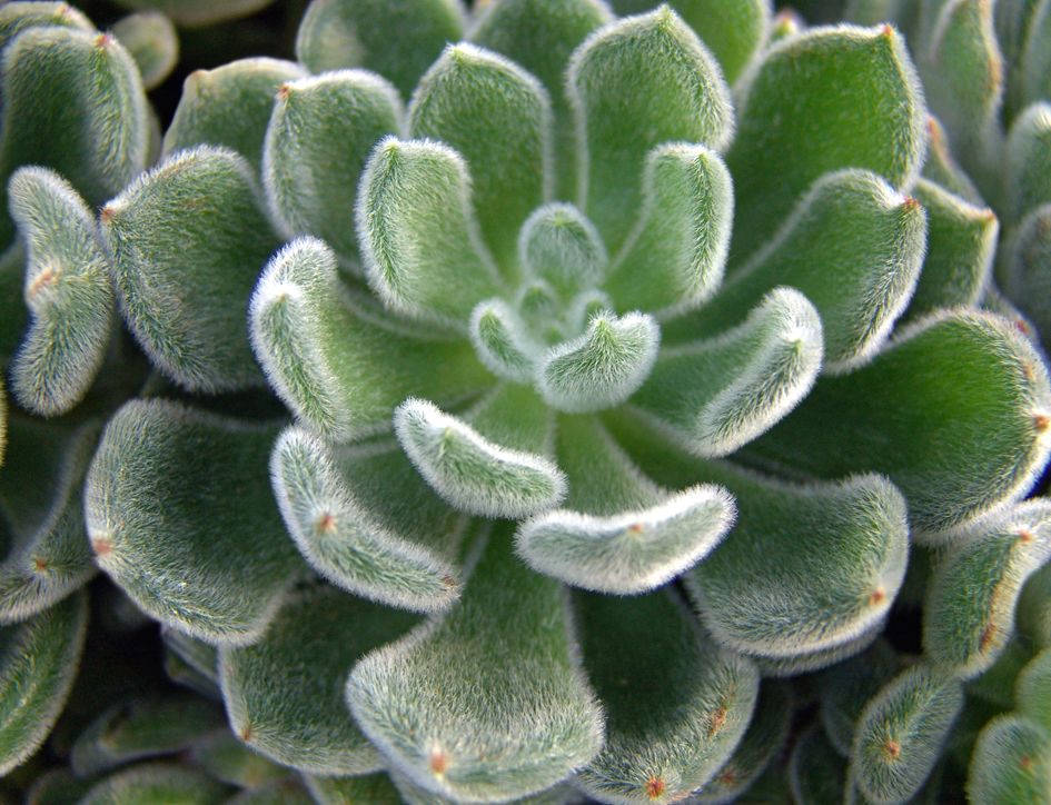 Echeveria pulvinata