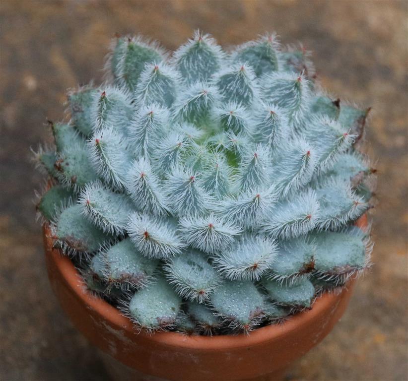 Echeveria-setosa-deminuta