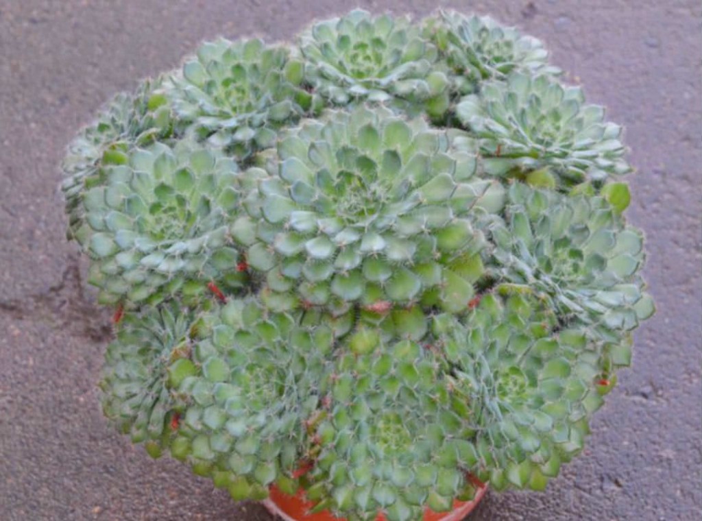 Echeveria-setosa-var.-ciliata4