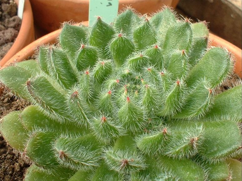 Echeveria setosa