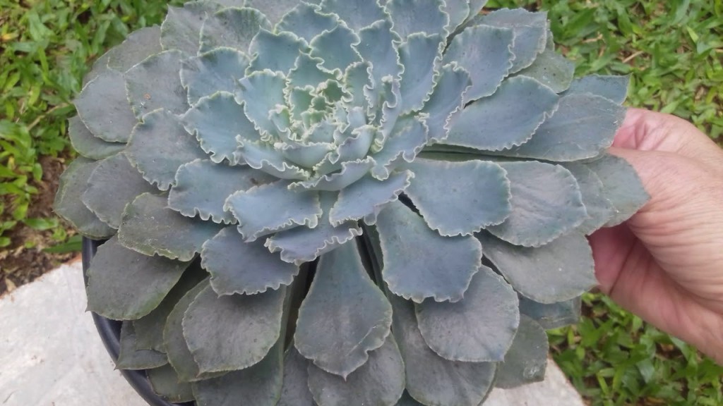 Echeveria shaviana