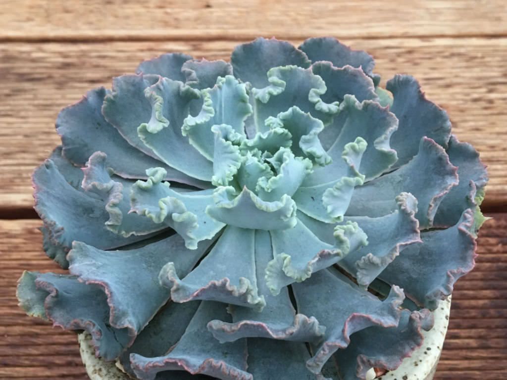 Echeveria shaviana.