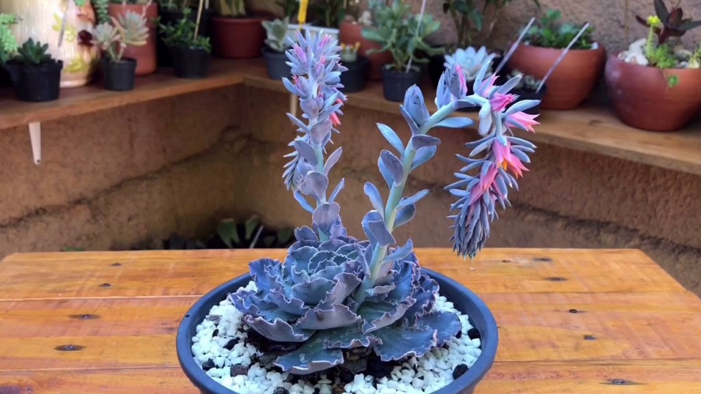 Echeveria shaviana6