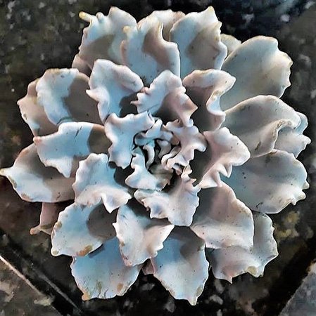 Echeveria shaviana9